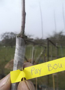 Baum veredeln - der richtige Schnitt