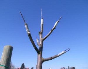 Baum veredeln - der richtige Schnitt