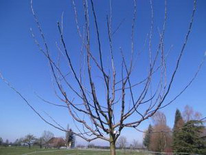 Baum veredeln - der richtige Schnitt