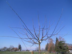 Baum veredeln - der richtige Schnitt