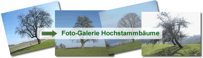 Hochstammbäume