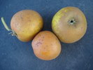 Egremont Russet