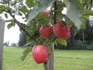 Feuerroter Taubenapfel