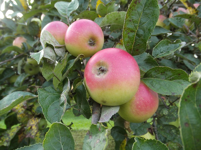 Hochstammobst Robuste - Obstsorten,