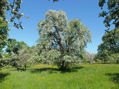 Hochstammobst - Robuste Obstsorten,