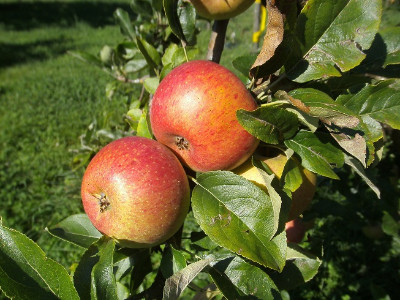 Hochstammobst - Robuste Obstsorten,